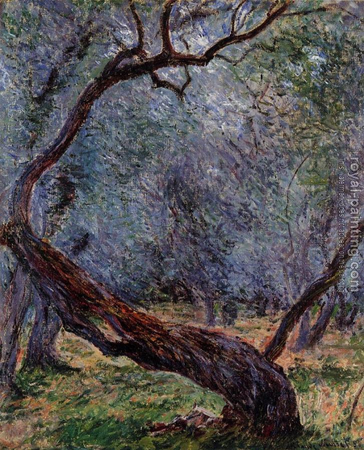Claude Oscar Monet : Study of Olive Trees